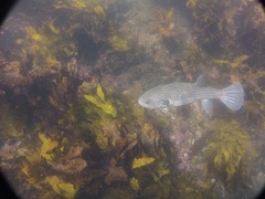 Arothron firmamentum