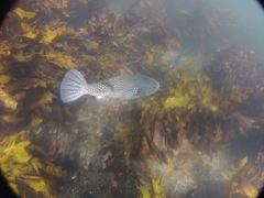 Arothron firmamentum