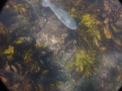 Arothron firmamentum