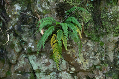 Asplenium theciferum