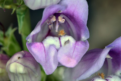 Penstemon laevis