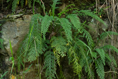 Asplenium theciferum
