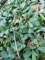 Arachis