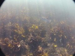 Arothron firmamentum