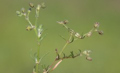 Spergularia bocconei