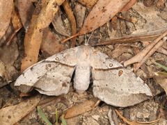 Chelepteryx chalepteryx