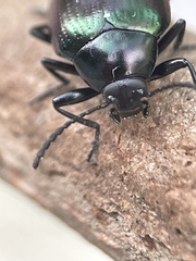 Chalcopteroides cyanopterus