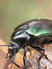 Chalcopteroides cyanopterus