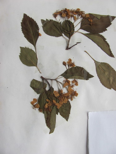 Crataegus succulenta var. neofluvialis