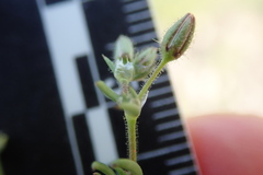 Spergularia bocconei