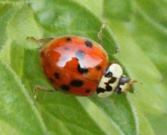 Harmonia axyridis