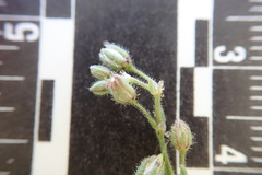 Spergularia bocconei