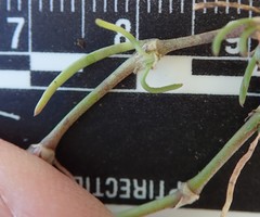 Spergularia bocconei