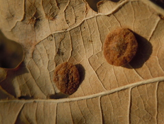 Neuroterus quercusbaccarum