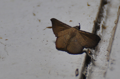 Cryptochrostis suppulchraria