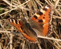 Aglais urticae