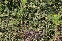 Spergularia bocconei