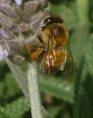 Apis mellifera