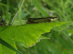 Crambus pascuella