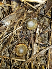 Poecilozonites bermudensis