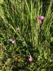 Sidalcea malviflora malviflora