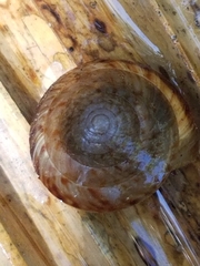 Poecilozonites bermudensis