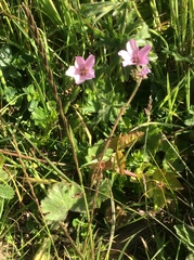 Sidalcea malviflora malviflora
