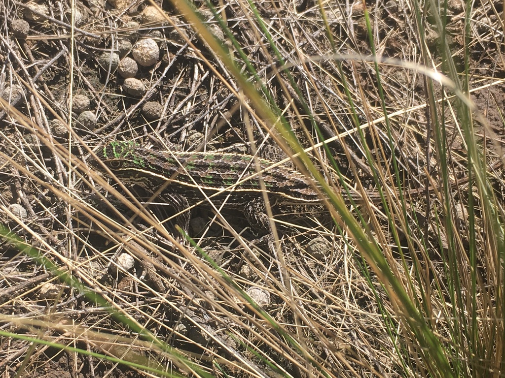Stenocercus pectinatus