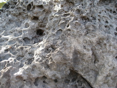 Amitermes meridionalis