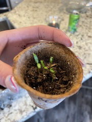 Capsicum annuum annuum