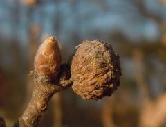 Andricus caliciformis