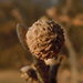Andricus caliciformis - Photo (c) cpu,  זכויות יוצרים חלקיות (CC BY-NC), הועלה על ידי cpu