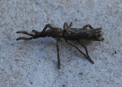 Ulocerus mexicanus