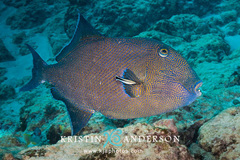 Pseudobalistes fuscus