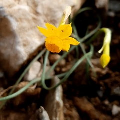 Narcissus assoanus