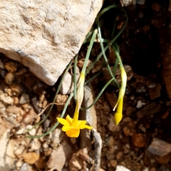 Narcissus assoanus