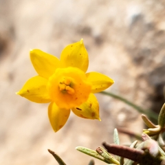 Narcissus assoanus