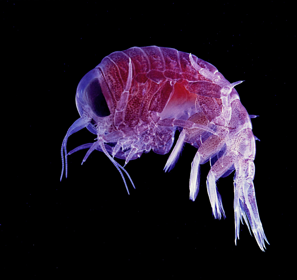 Hyperia macrocephala