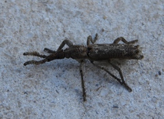 Ulocerus mexicanus
