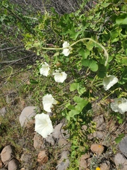 Calystegia occidentalis occidentalis