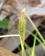 Carex bermudiana
