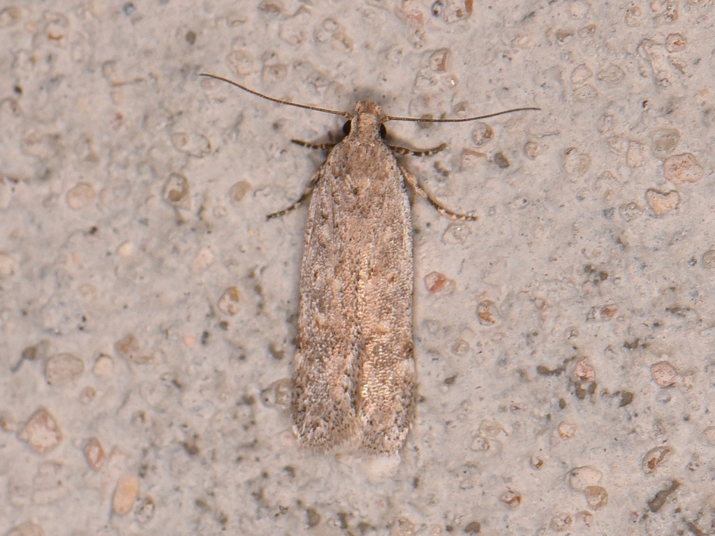 Filatima obscurosuffusella
