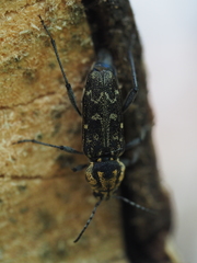 Xylotrechus rusticus