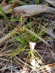 Carex bermudiana