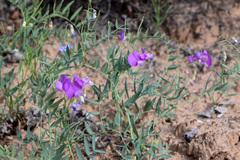 Lathyrus brachycalyx