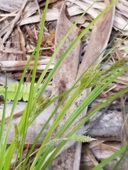 Carex bermudiana