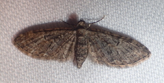 Eupithecia dodoneata