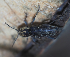 Xylotrechus rusticus