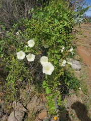 Calystegia occidentalis occidentalis