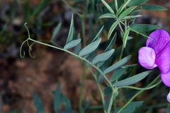 Lathyrus brachycalyx
